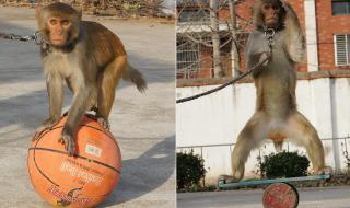 在家做什么挣钱